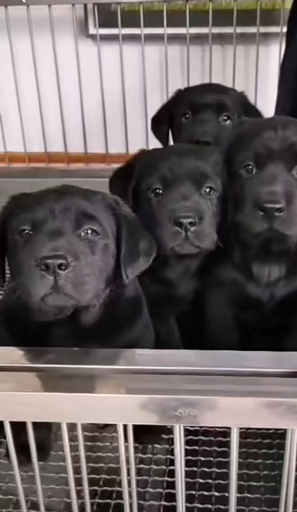 导盲犬，忠诚，听话